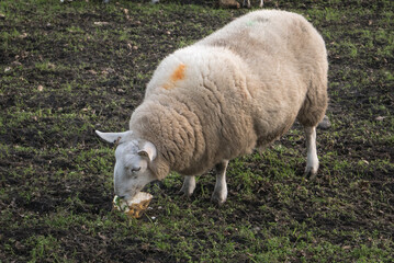 Naklejka na ściany i meble Sheep eating turnips in a field