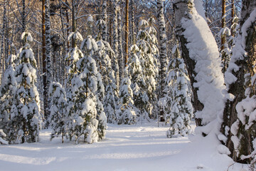 fir trees under heavy fluffy snow in a winter forest at sunny day
