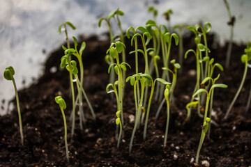 Growing seedlings of vegetables in the spring on the windowsill for the vegetable garden
