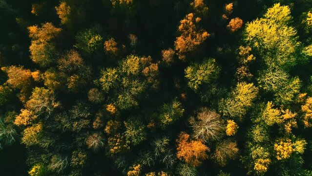 aerial video of autumn forest