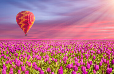 Fototapeta premium lilac color tulip flower fields in spring, hot air balloon in the background