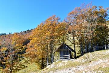 Small wooden hut in autumn with red colored beech (Fagus sylvatica) trees