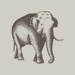Elephant hand drawing vector illustration. 