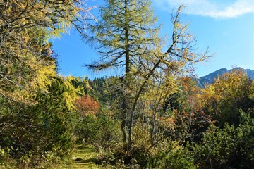 Path leading through a colorful autumn landscape in red, green and yellow colors with mugo pine and larch trees in Karavanke mountains, Slovenia