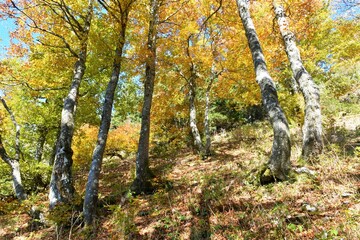 Bright colorful common beech (Fagus sylvatica) forest in yellow and orange autumn colors