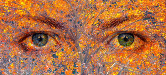 Beautiful girl eye between multi colored autumn maple leaves on a tree branch