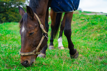 beautiful domesticated horse of brown color eating grass in the farm