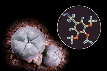 Mescaline molecule and its natural source, Lophophora williamsii cactus, 3D illustration and photograph - obrazy, fototapety, plakaty