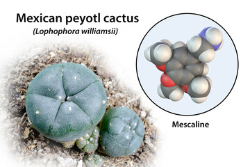 Mescaline molecule and its natural source, Lophophora williamsii cactus, composite 3D illustration of the molecule and photograph of the cactus - obrazy, fototapety, plakaty