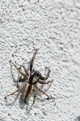 spider on a white wall