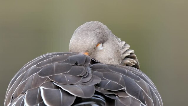 Slepping goose wakes up suddenly