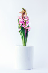 .Spring flower in a white cup on a white background.
