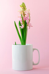 Hyacinth blossoms in a cup on a pink background.