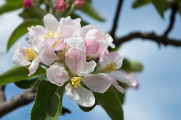 Branch of flowering quince tree with soft focus lit by the sun. Beautiful floral image of spring nature. Blurred background, selective focus. Close-up. White quince flowers in the garden
