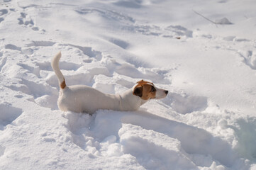 Jack Russell Terrier dog in the snow in winter. 