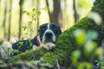 Dreamy dog portrait in a forest. Young cute doggy hugging a mossy green tree root on a forest in Poland. Selective focus on the details, blurred background.
