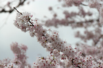 blooming cherry tree in a park in kyoto in japan