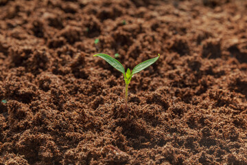 Small pepper seedling grow in the soil. Growing pepper seedlings.