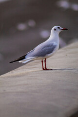 Seagull