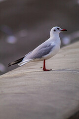 Seagull