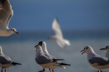 Obraz premium Seagull