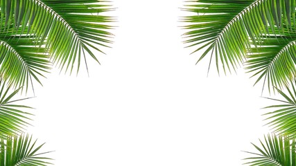Fototapeta na wymiar Coconut leaves leaf isolated on white background.