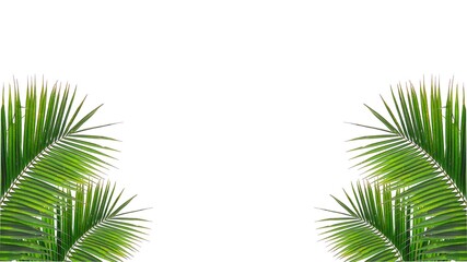 Fototapeta premium Coconut leaves leaf isolated on white background.