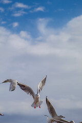 Seagull