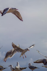Seagull