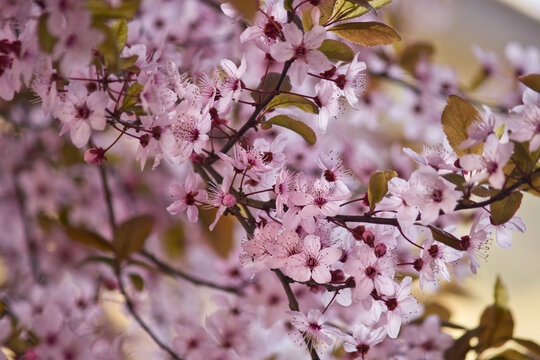 blooming plum tree with pink flowers close up