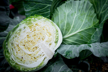 cabbage head cut in half 