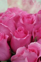 close up of pink roses