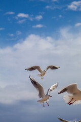 Seagull