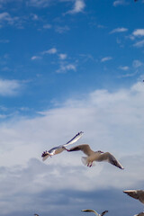 Seagull