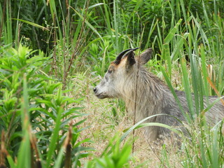 Fototapeta premium 雨の森の中の二ホンカモシカ