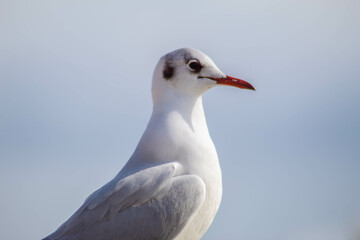 Seagull