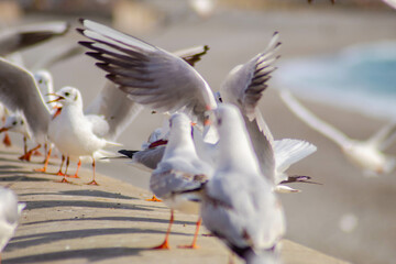 Seagull