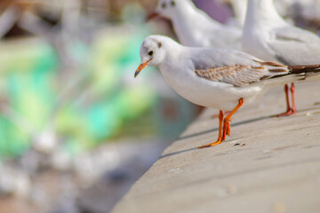 Seagull