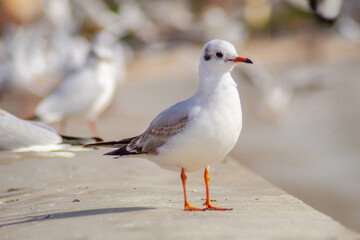 Seagull