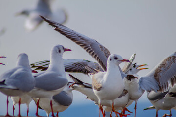Seagull