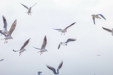 Fototapeta premium Seagull