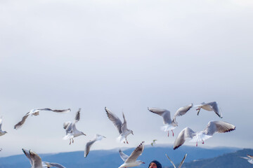 Seagull