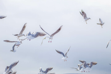 Fototapeta premium Seagull