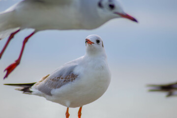 Seagull