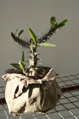 Planta Corona de Cristo,  Euphorbia mili,  hojas de forma oblongo-espatuladas, verdes en ambas...