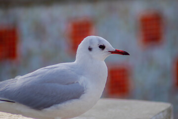 Seagull