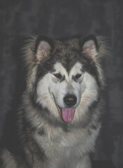 Lovely fluffy dog portrait. Young Alaskan Malamute in an indoor studio. Tongue out, friendly smile, warm coat. Selective focus on the details, blurred background.