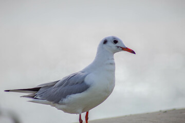 Seagull