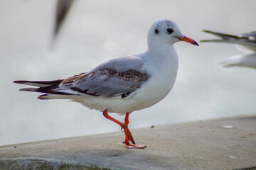 Seagull