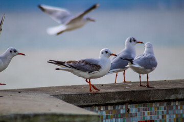 Seagull
